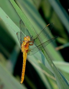 Orthetrum coerulescens,  femmina